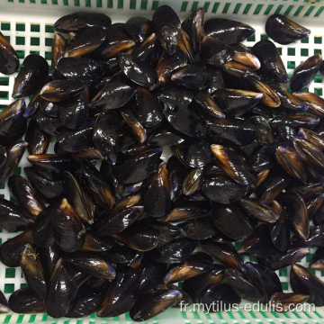 Vente chaude de fruits de mer frais surgelés IQF prix de la moule bleue